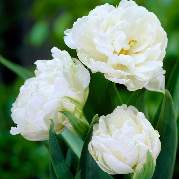 Tulipe Mount Tacoma