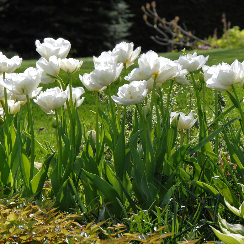 Tulipe Mount Tacoma
