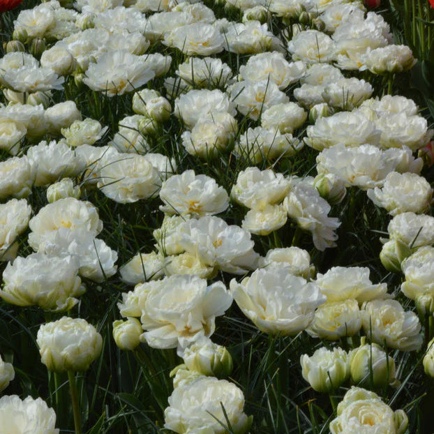 Tulipe Mount Tacoma