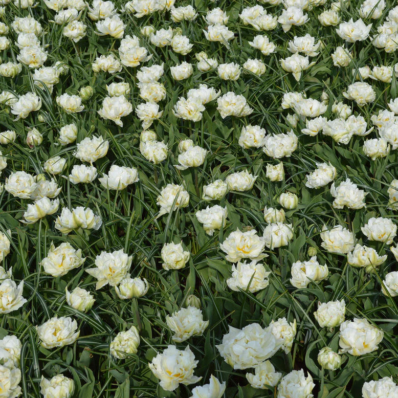 Tulipe Mount Tacoma