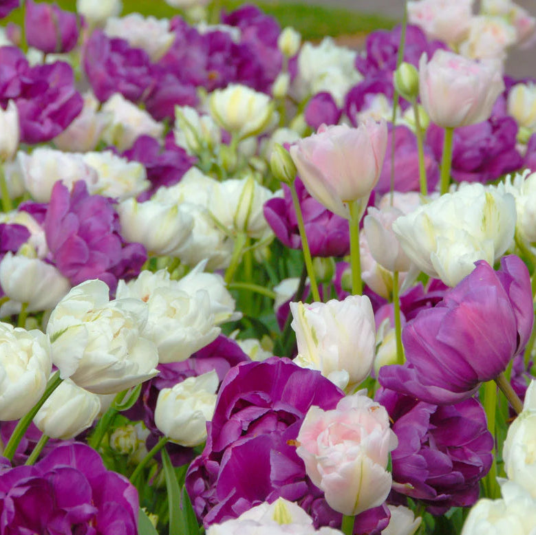 Tulipe Mount Tacoma