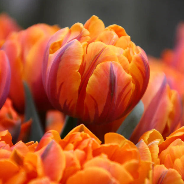 Tulipe double orange