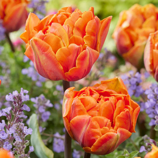 Tulipe double orange