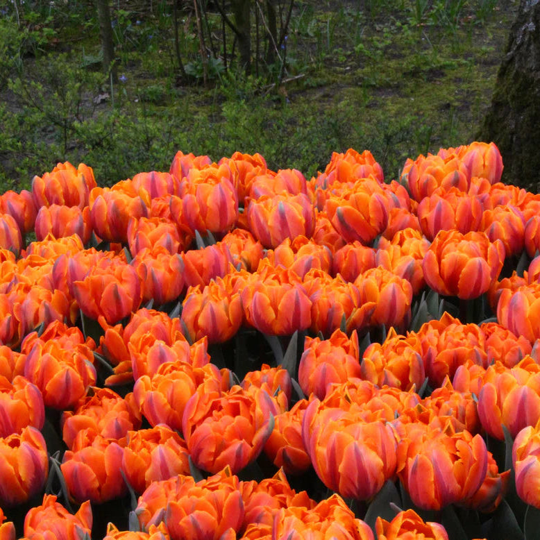 Tulipe double orange