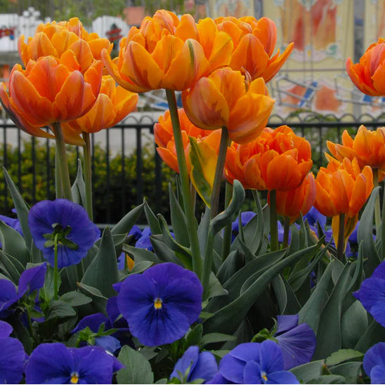 Tulipe double orange