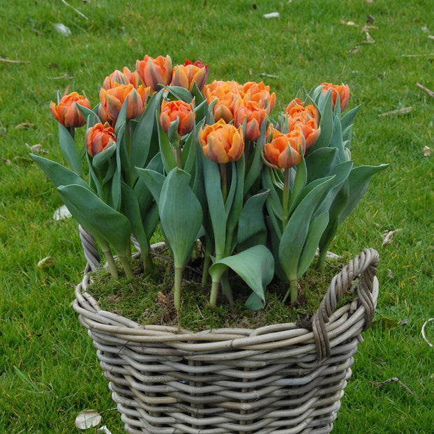 Tulipe double orange