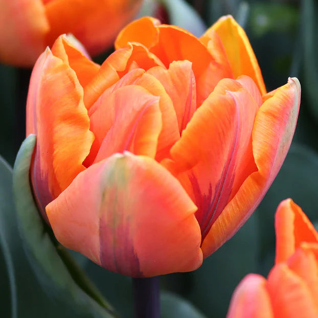 Tulipe double orange