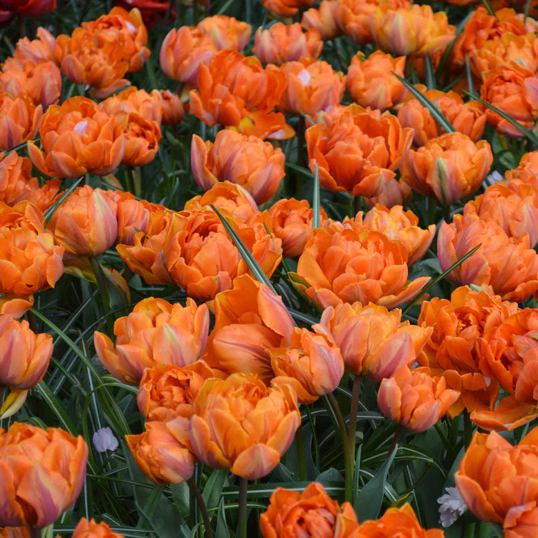 Tulipe double orange