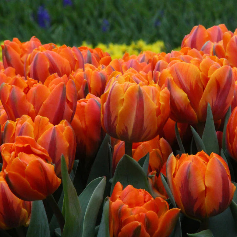 Tulipe double orange