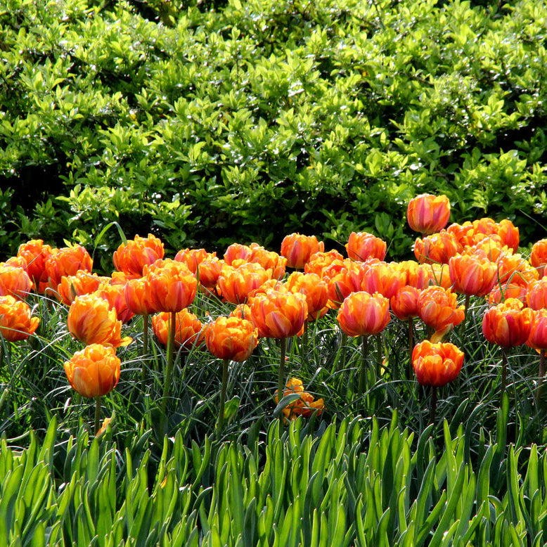 Tulipe double orange