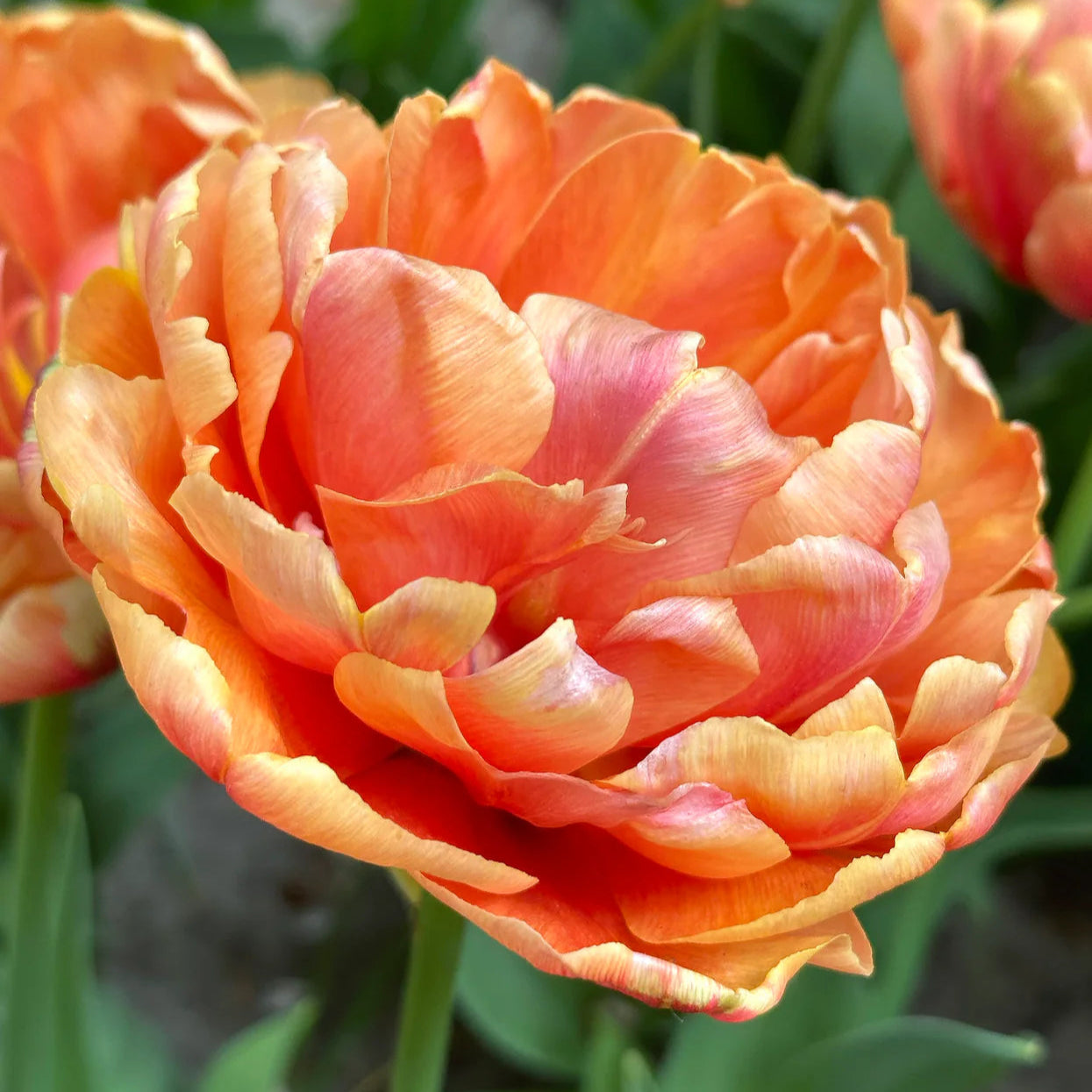 Tulipe Double Orange Imagen