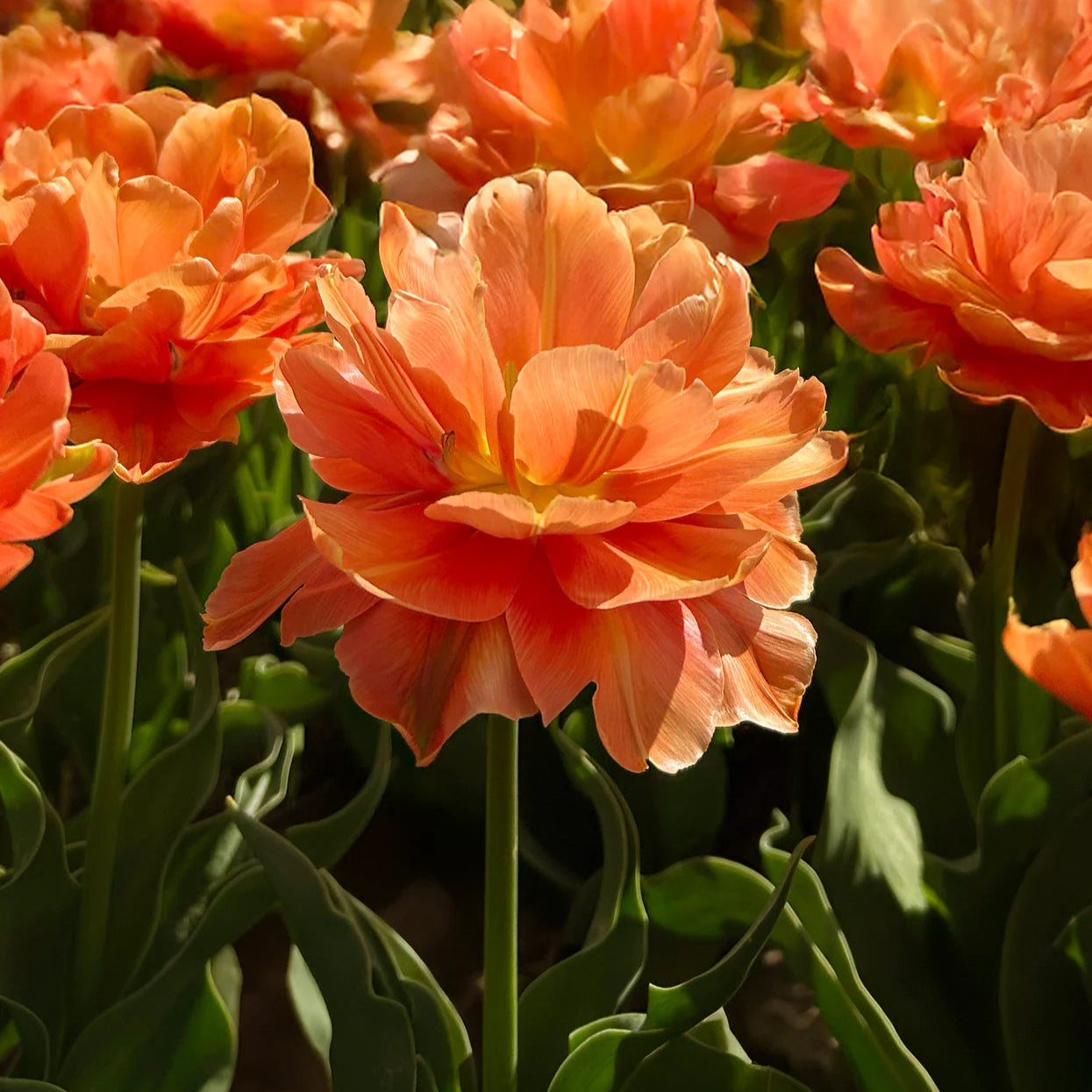 Tulipe Double Orange