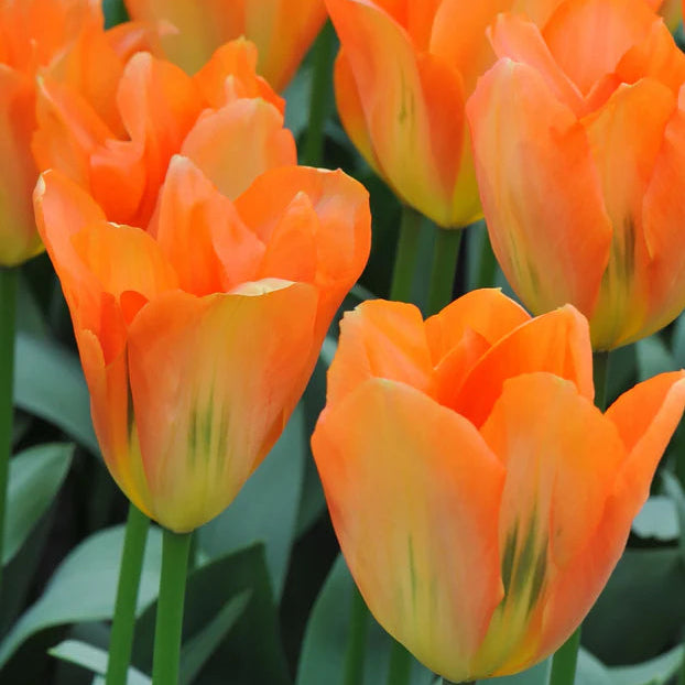 Tulipe orange