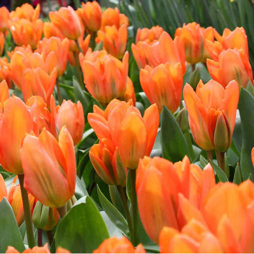 Tulipe orange