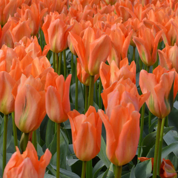 Tulipe orange