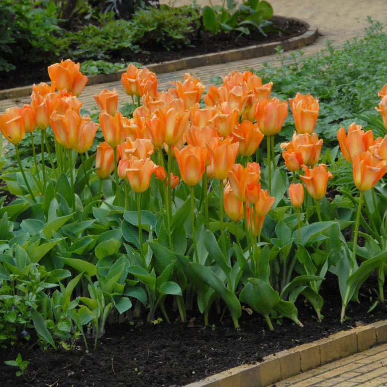 Tulipe orange