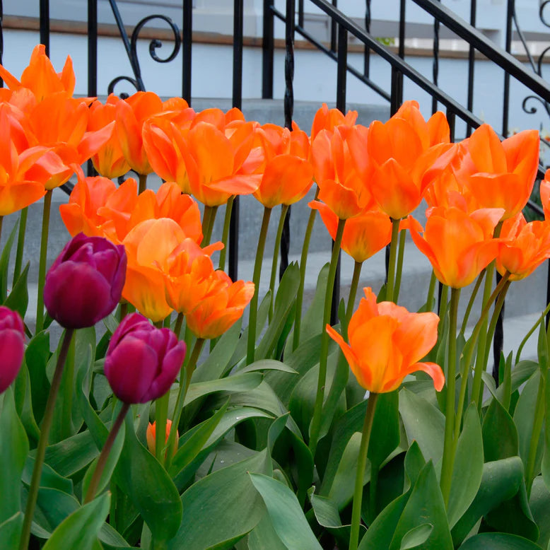 Tulipe orange