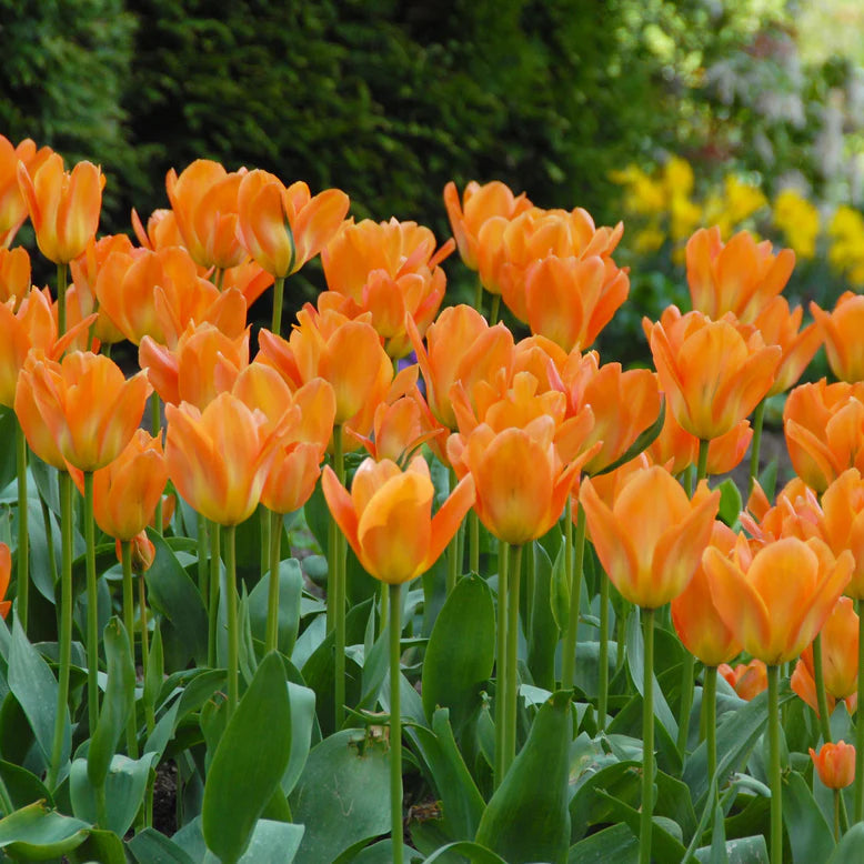 Tulipe orange