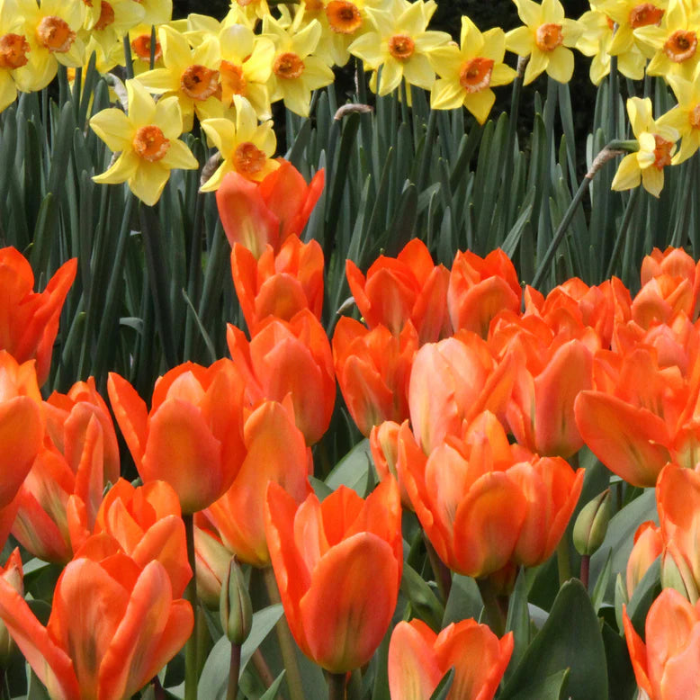 Tulipe orange