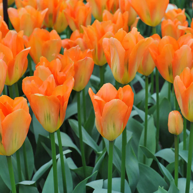 Tulipe orange