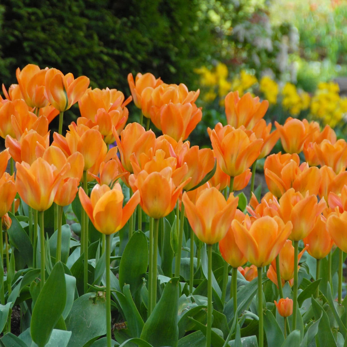 tulip-orange