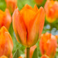 tulipe orange