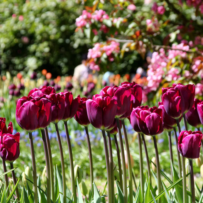 Tulipe violette