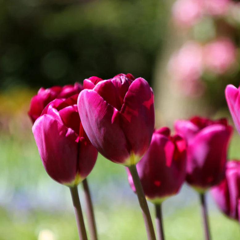 Tulipe violette