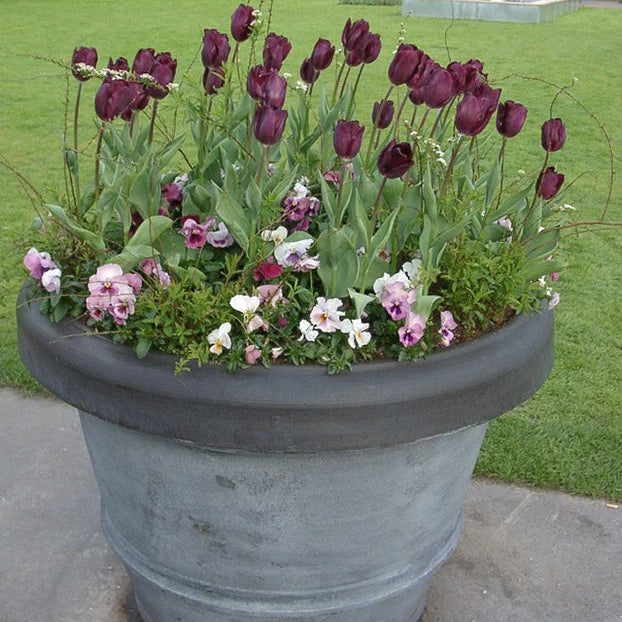 Tulipe violette
