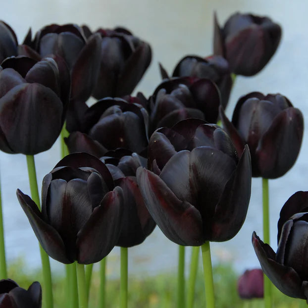 Tulipe noire