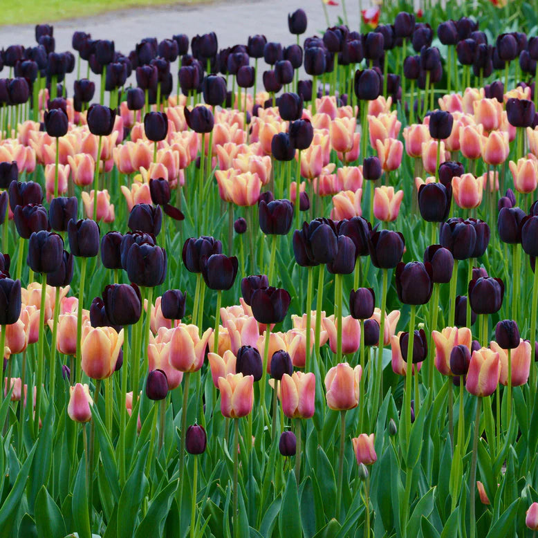 Tulipe noire
