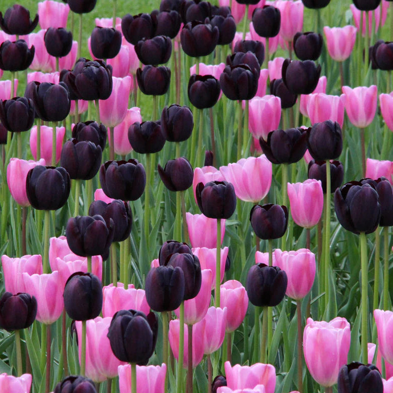 Tulipe noire