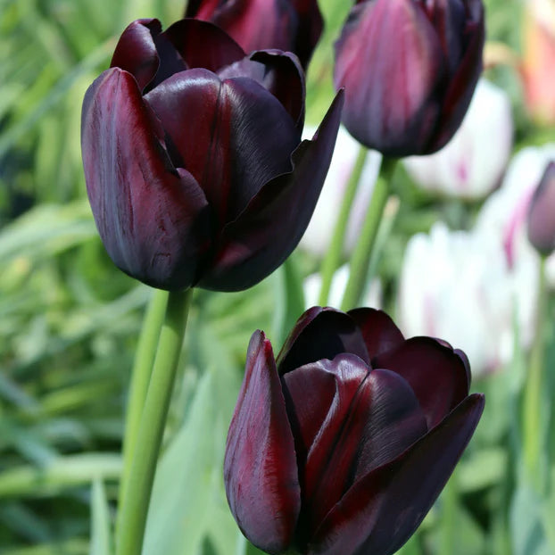 Tulipe noire
