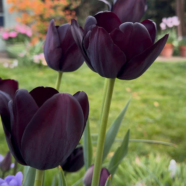 Tulipe noire