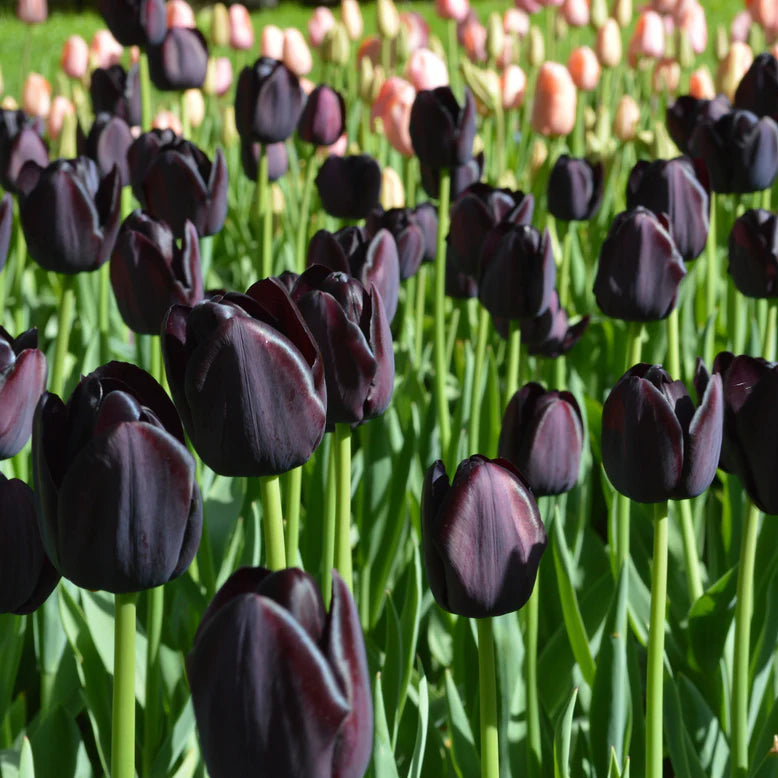 Tulipe noire