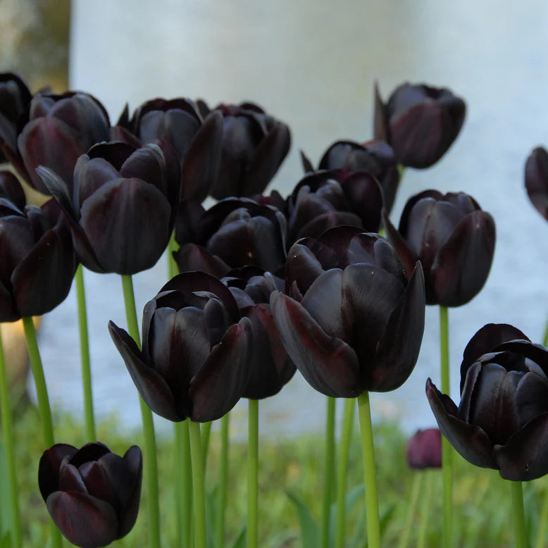Tulipe noire