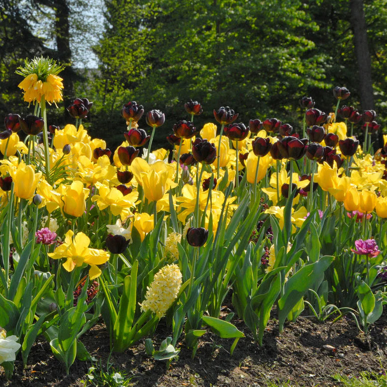 Tulipe noire