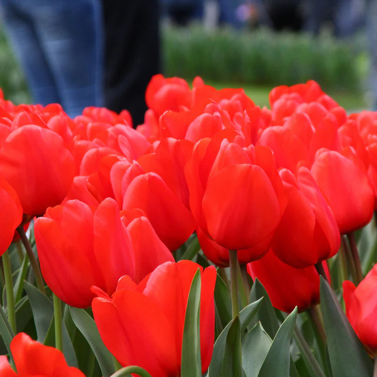 Tulipe rouge
