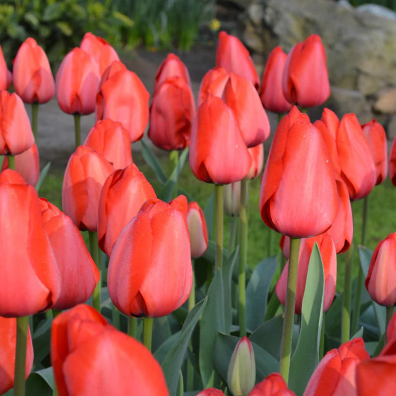 Tulipe rouge
