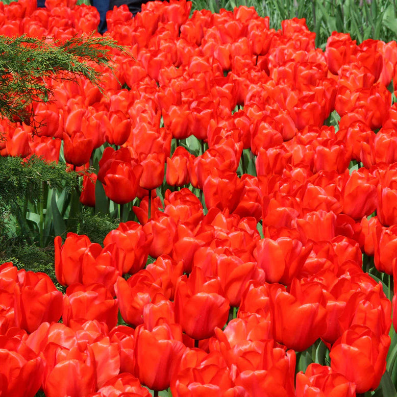 Tulipe rouge
