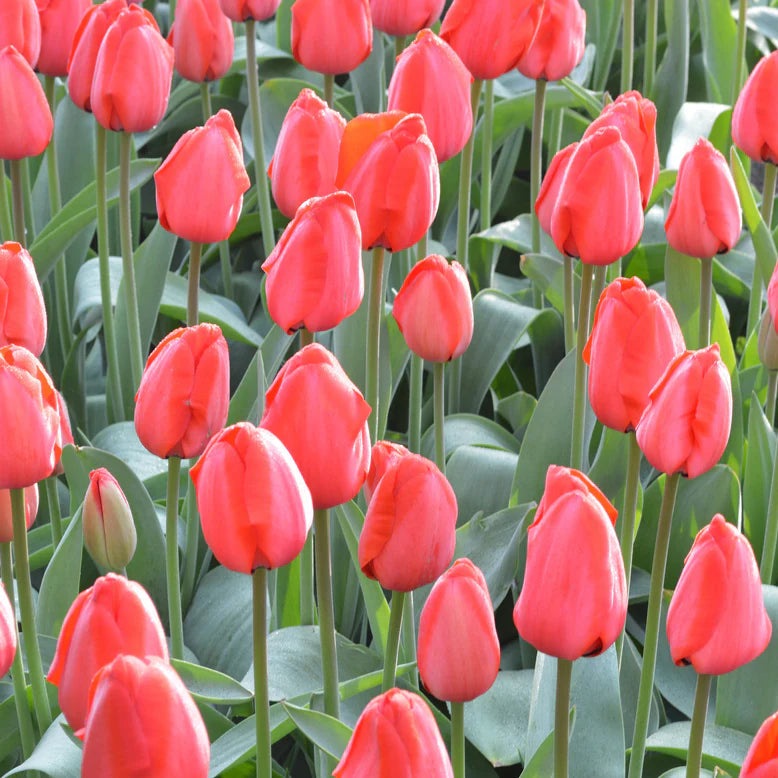 Tulipe rouge