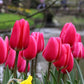 Tulipe-rose
