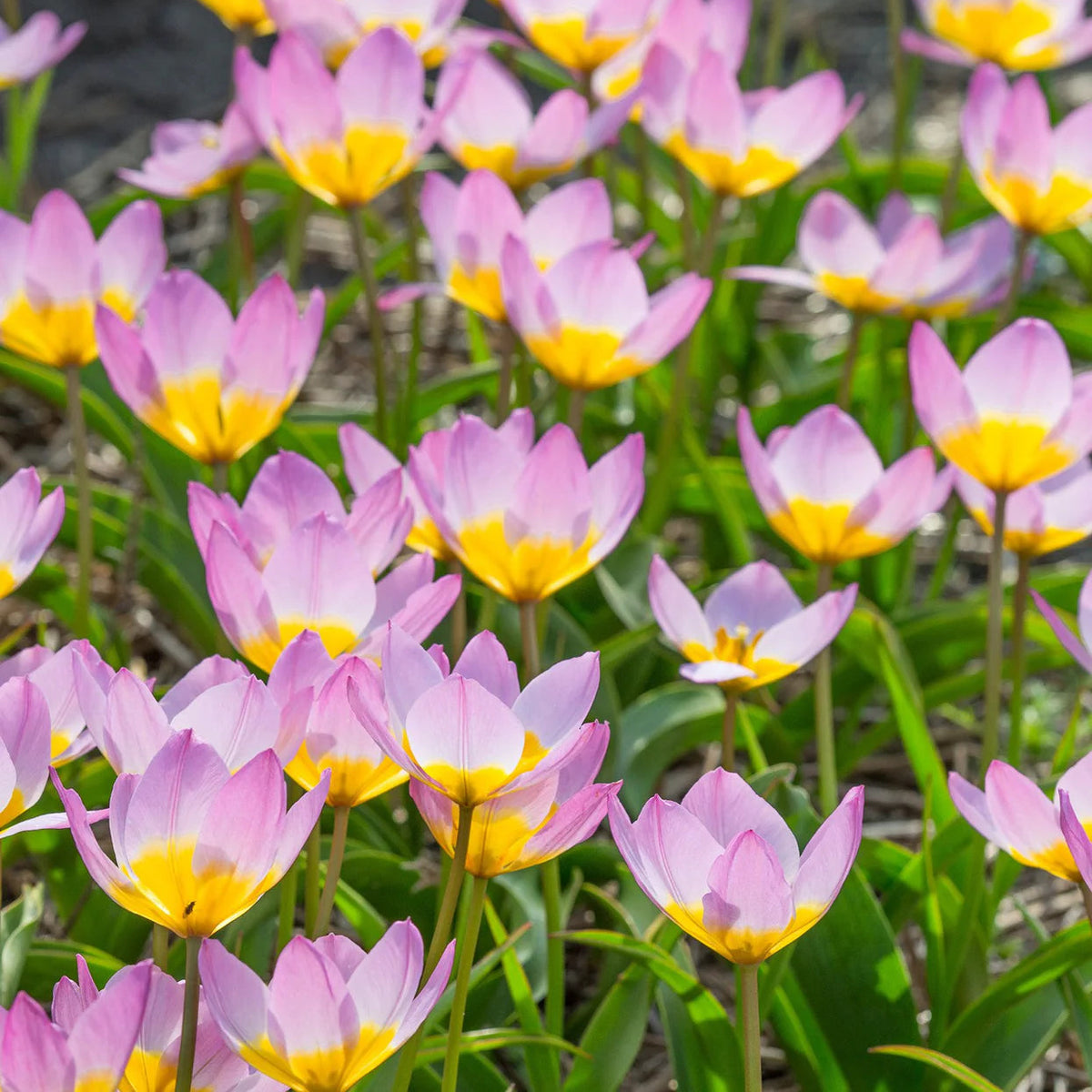 Tulipe Sauvage Saxatilis