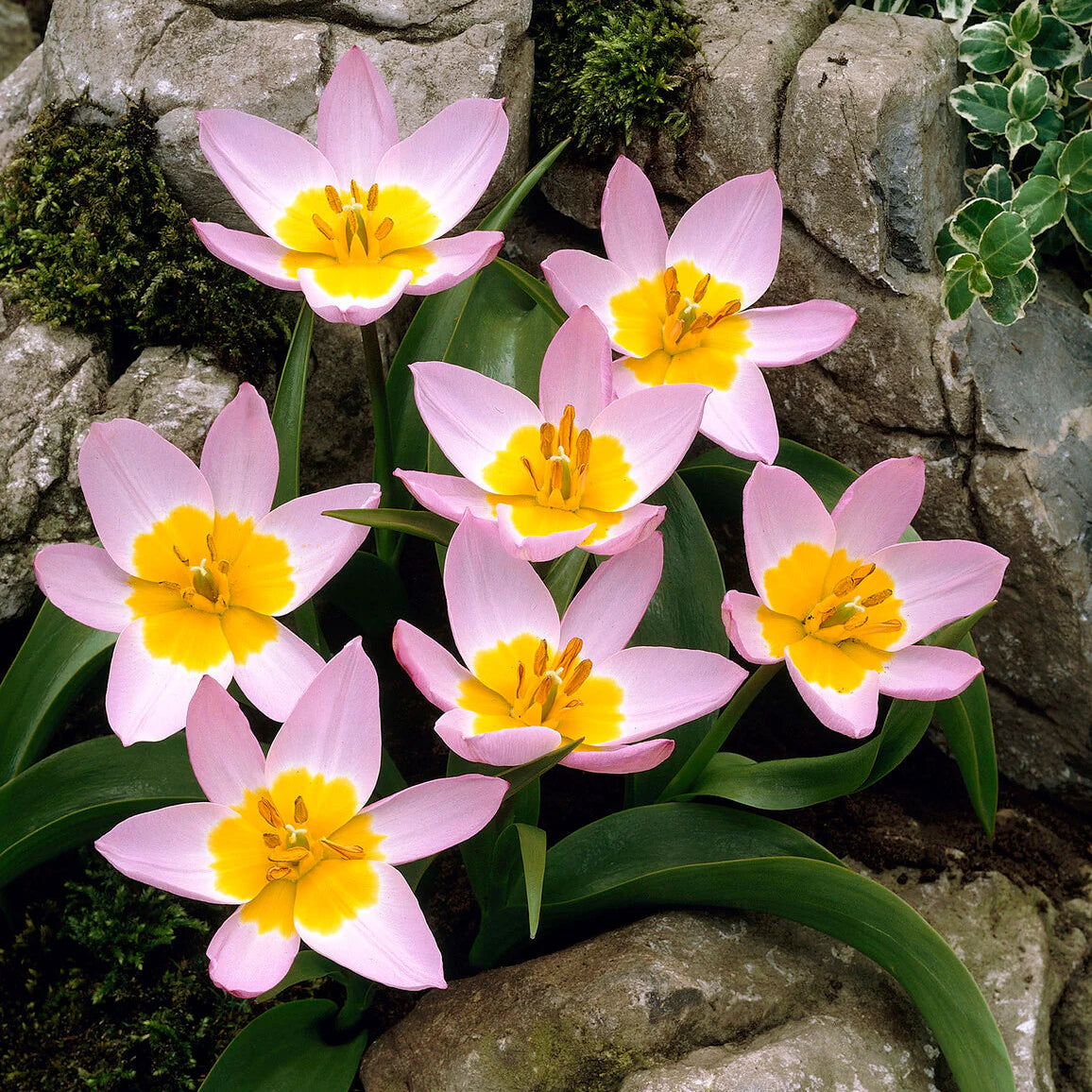 Tulipe Sauvage Saxatilis