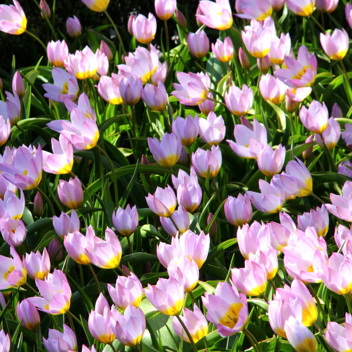 Tulipe Sauvage Saxatilis