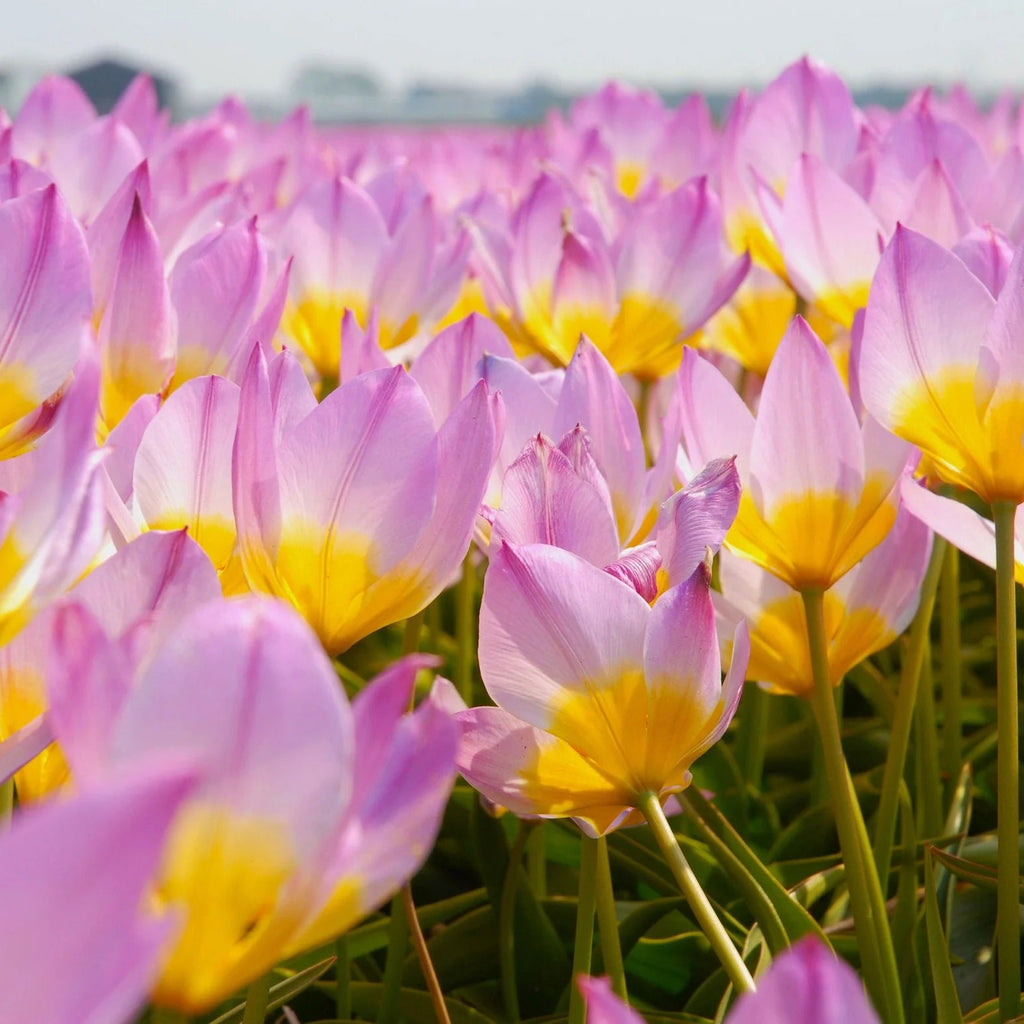 Tulipe Sauvage Saxatilis