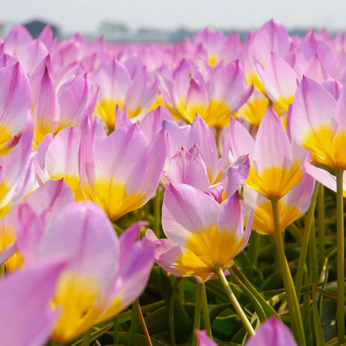 Tulipe Sauvage Saxatilis