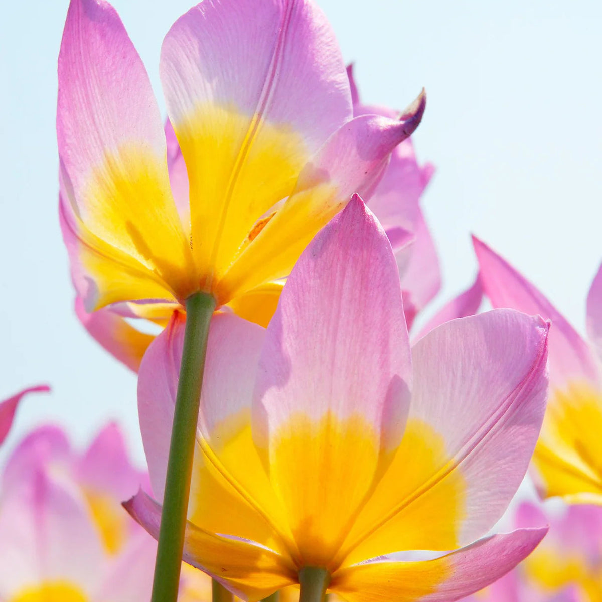 Tulipe Sauvage Saxatilis