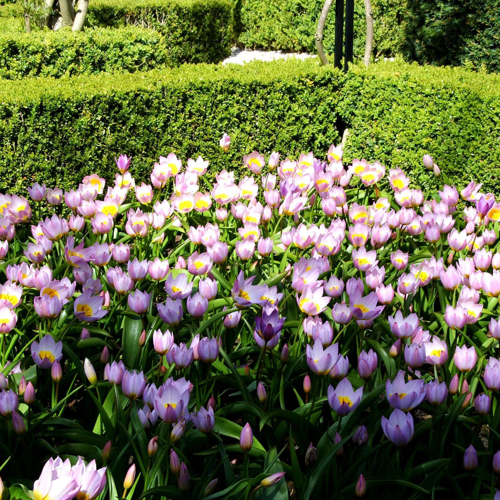 Tulipe Sauvage Saxatilis