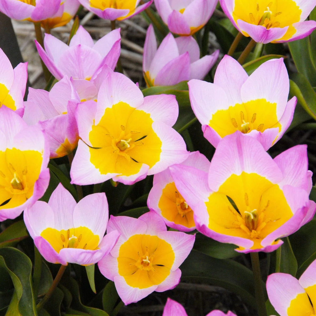 Tulipe Sauvage Saxatilis